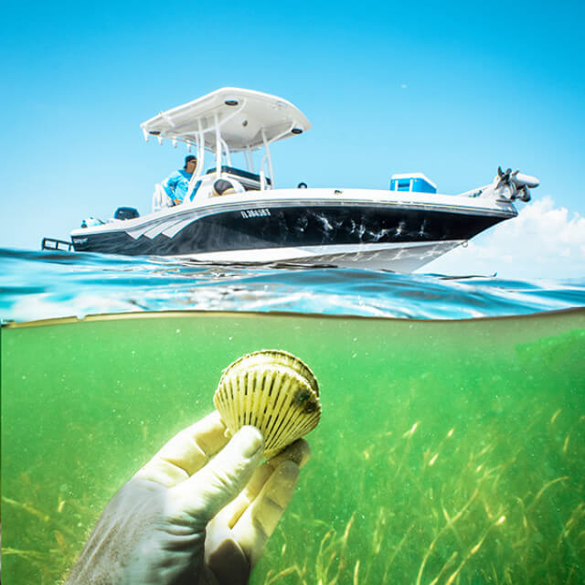 Pêche aux pétoncles du golfe du Mexique dans le comté de Pasco, Floride