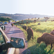 Observation de bisons depuis un véhicule au Custer State Park, Dakota du Sud