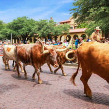 Rassemblement quotidien de troupeaux Fort Worth Herd à Fort Worth, Texas